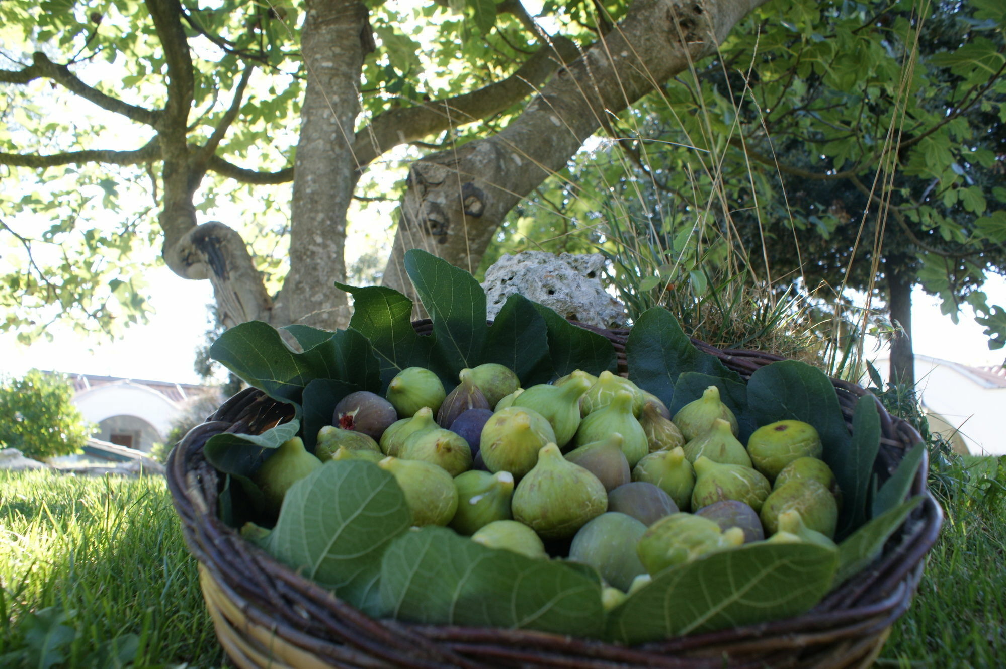 Masseria Chiancone Torricella Martina Franca Zewnętrze zdjęcie