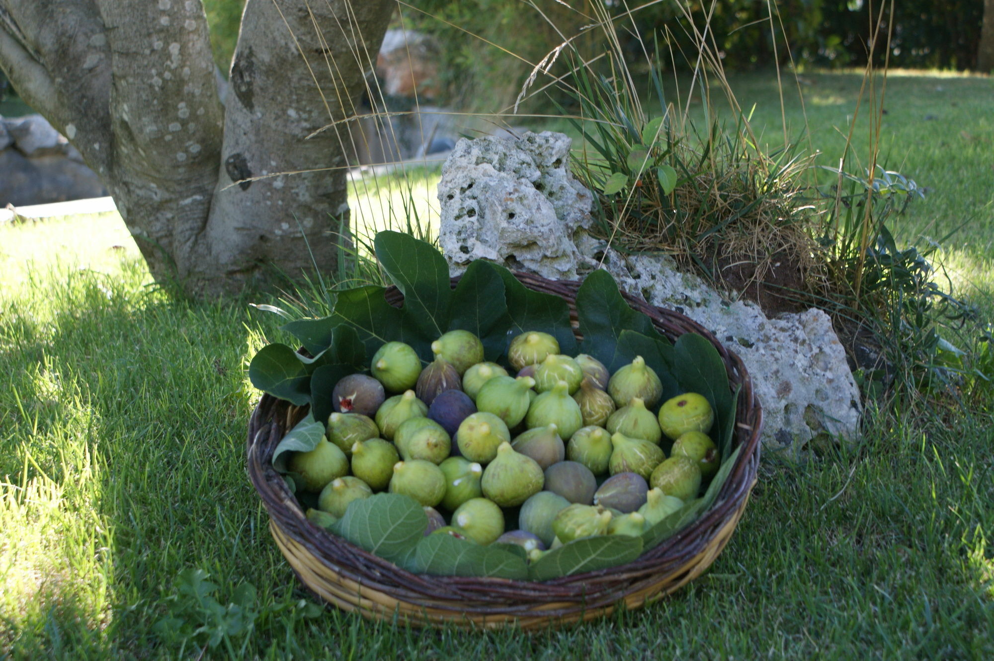 Masseria Chiancone Torricella Martina Franca Zewnętrze zdjęcie